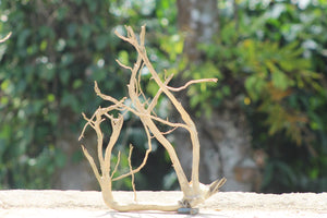 12×18 inch (L×H) – Natural Driftwood Piece | Tall Compact Wood for Nano–Small Aquascapes