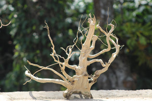 20×18 inch (L×H) – Vertical Driftwood Piece | Natural Upright Wood for Aquascapes & Terrariums thumbnail 1