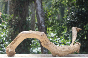 48×18 inch – Twisted Driftwood Log | Premium Single-Piece Natural Wood for Large Aquascapes thumbnail 3