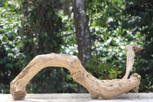 48×18 inch – Twisted Driftwood Log | Premium Single-Piece Natural Wood for Large Aquascapes thumbnail 2