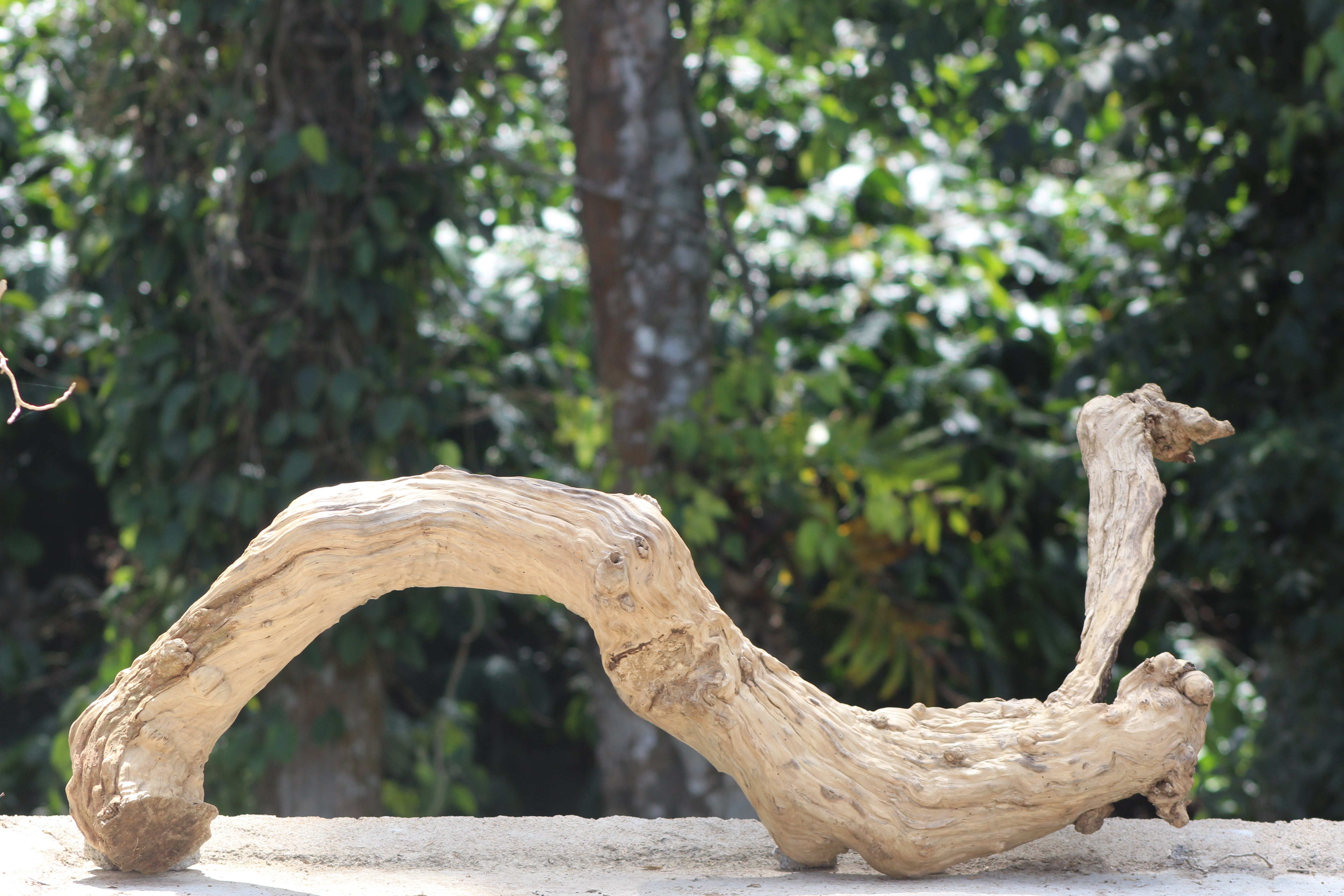 48×18 inch – Twisted Driftwood Log | Premium Single-Piece Natural Wood for Large Aquascapes