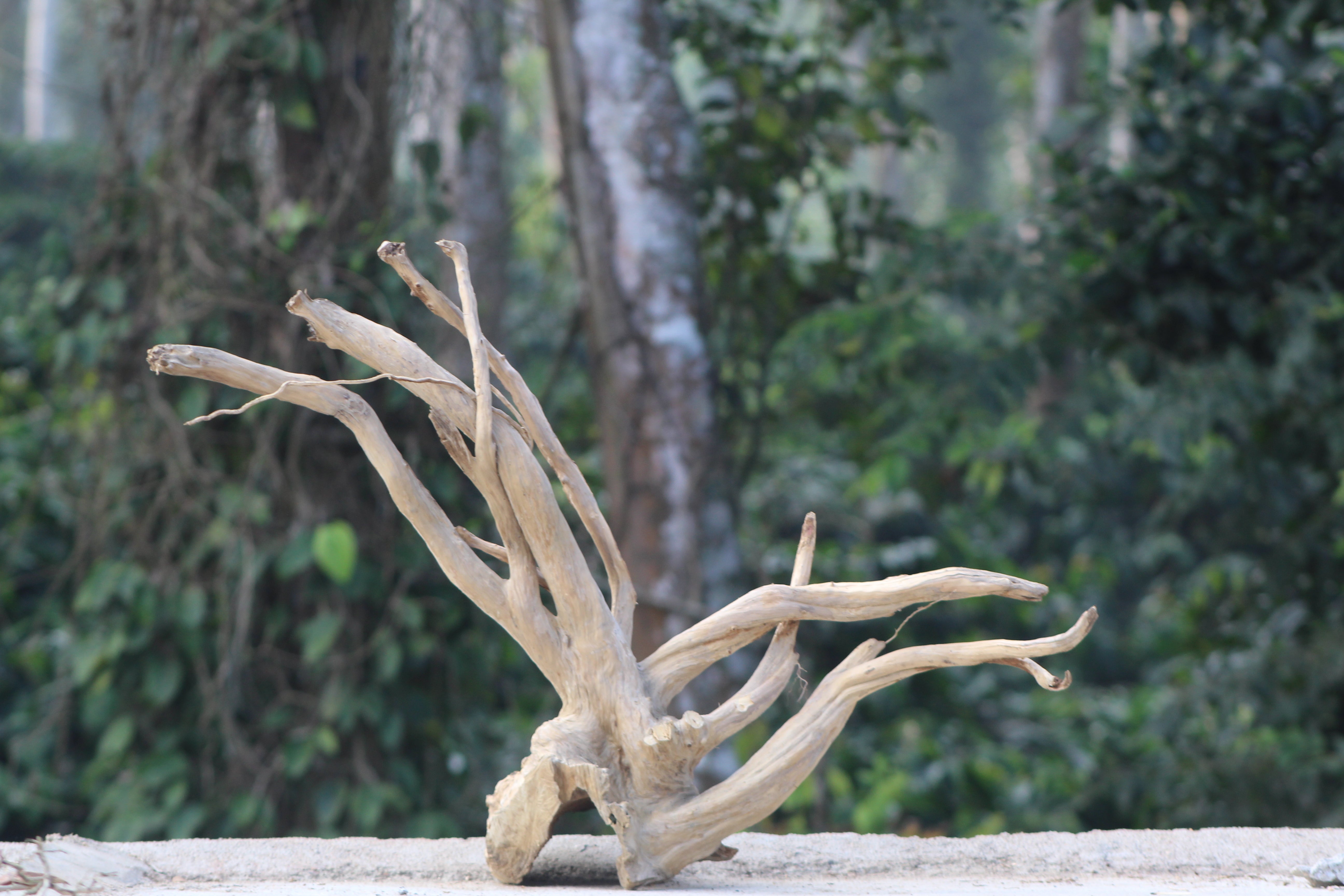 36×20 Inch Spiderwood — Natural Tunnel Base with Rising Branch Flow