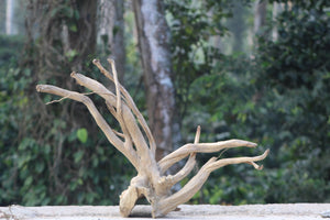 36×20 Inch Spiderwood — Natural Tunnel Base with Rising Branch Flow thumbnail 1