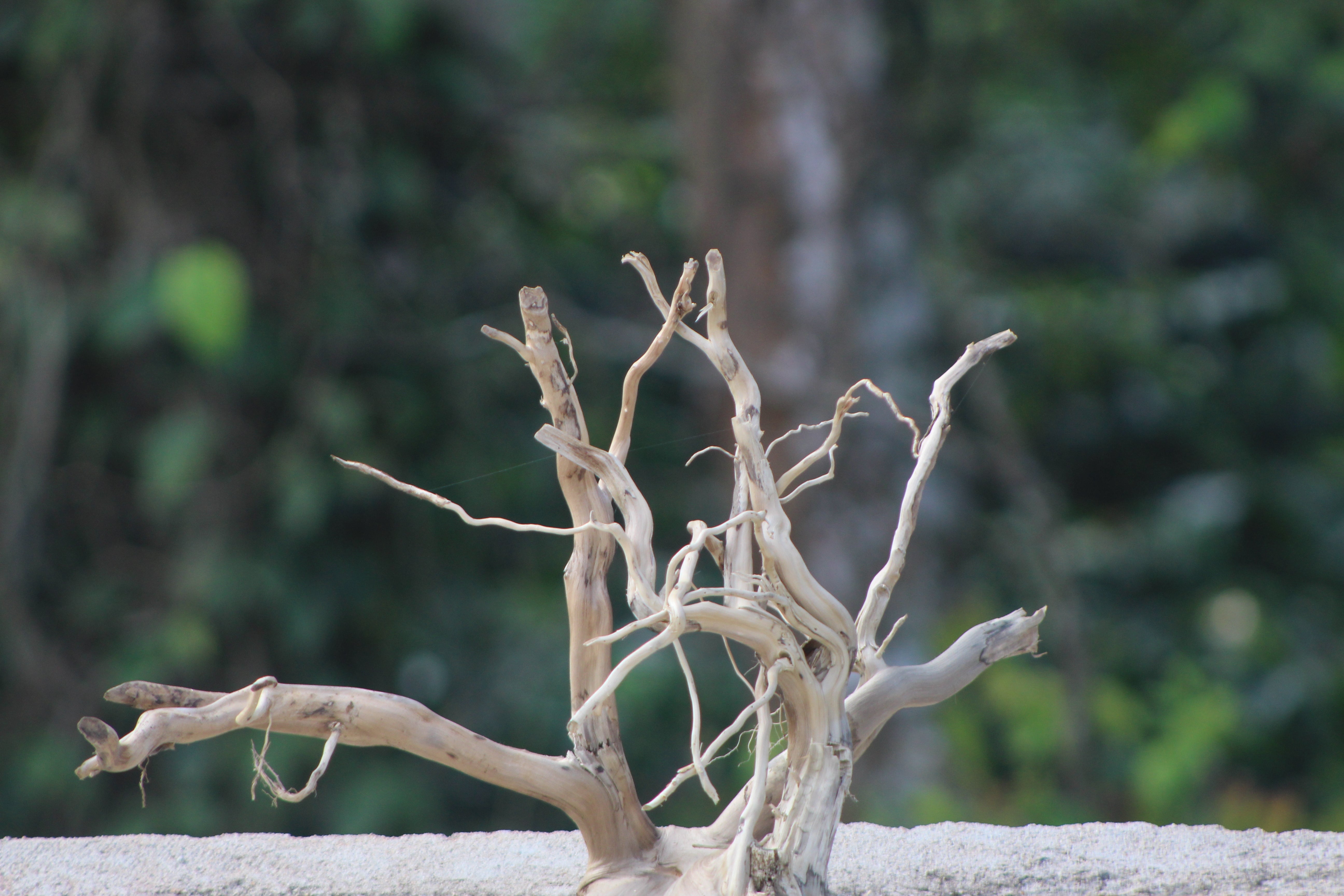 15×12 Inch LXH Spiderwood — Compact Centrepiece with Strong Natural Character