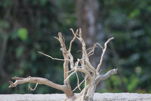 15×12 Inch LXH Spiderwood — Compact Centrepiece with Strong Natural Character thumbnail 1