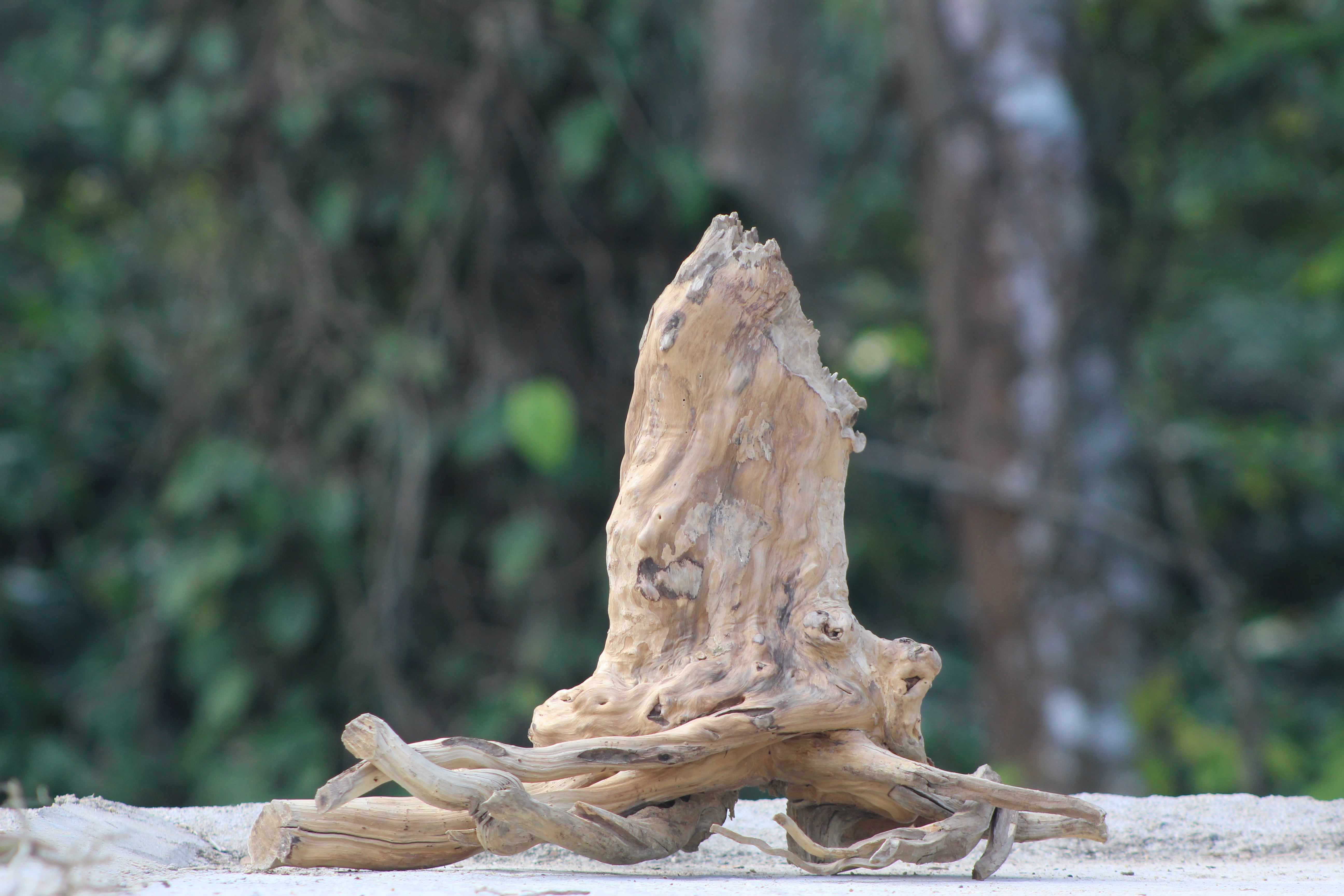 18×18 Inch Spiderwood — Half-Open Tree Stump with Natural Hiding Space