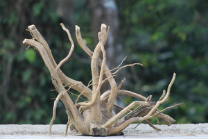 24×20 Inch Spiderwood — A Statement Centrepiece Naturally Built to Turn Heads thumbnail 1