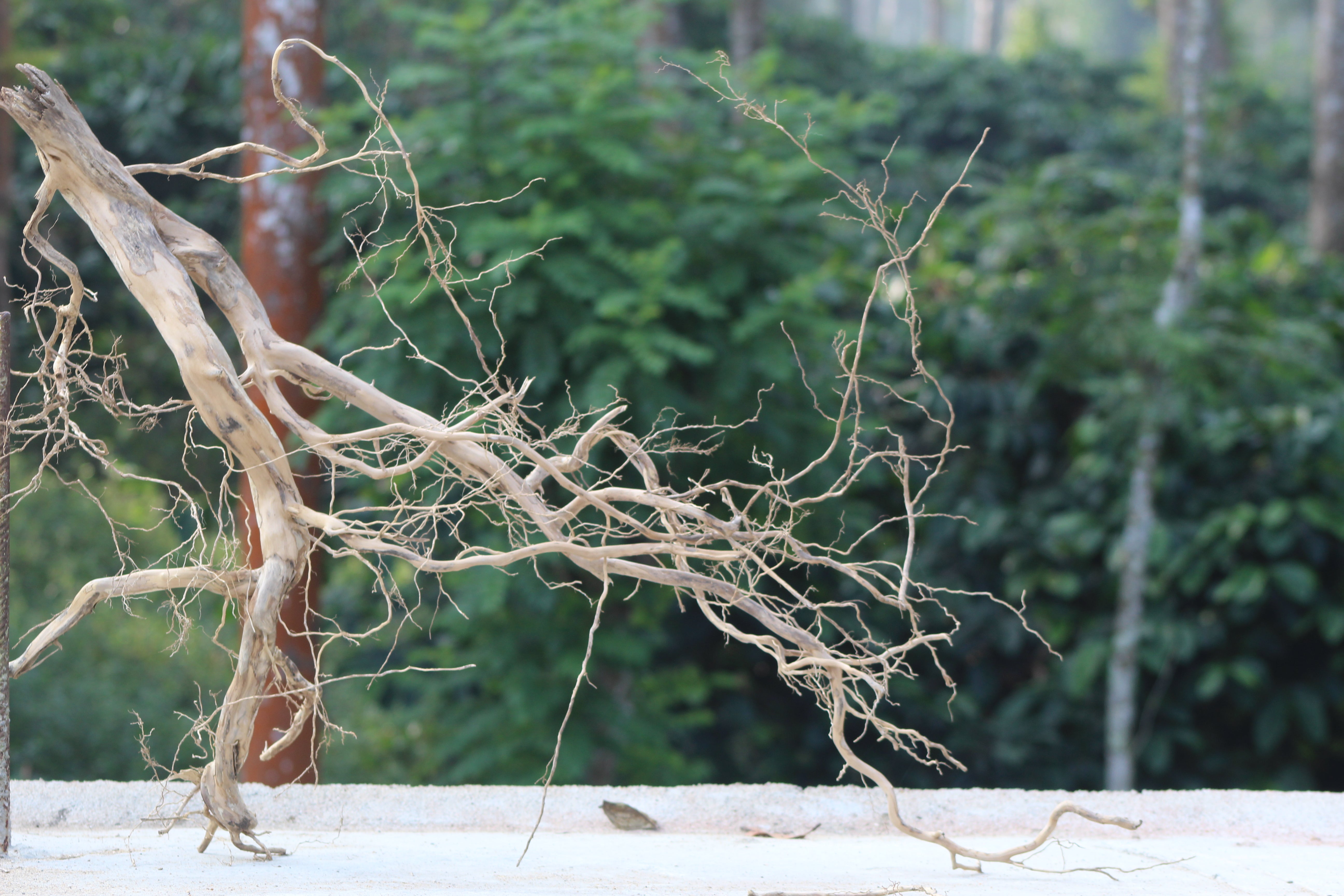 30×24 Inch Spiderwood — Fallen Tree Branch with Natural Woodland Character