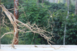 30×24 Inch Spiderwood — Fallen Tree Branch with Natural Woodland Character thumbnail 1