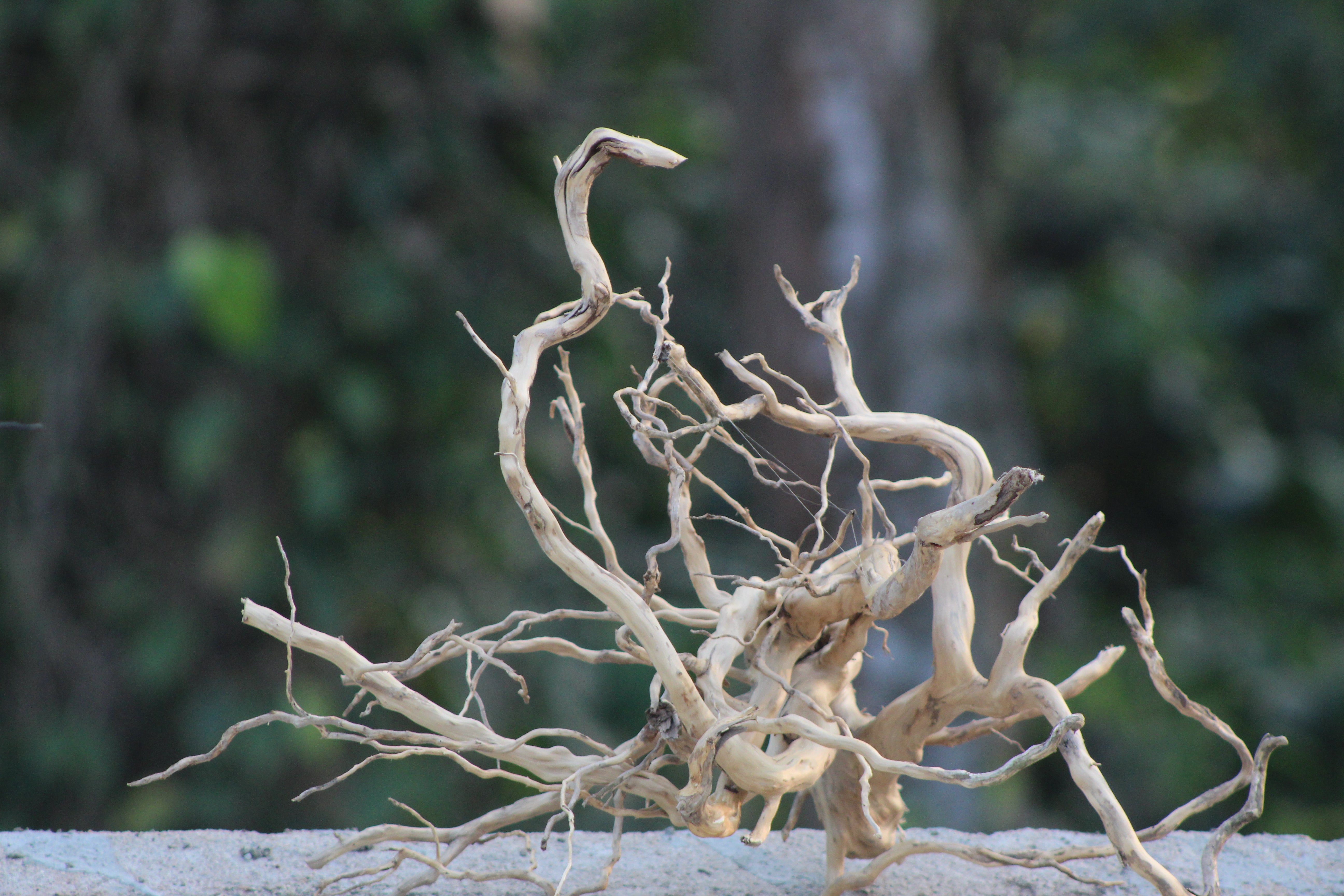 18×15 Inch Spiderwood — Intricate Branch Structure with Fine Natural Detailing