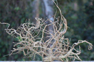 30×18 Inch Spiderwood — Natural Centrepiece with Flow, Balance & Branch Definition thumbnail 1