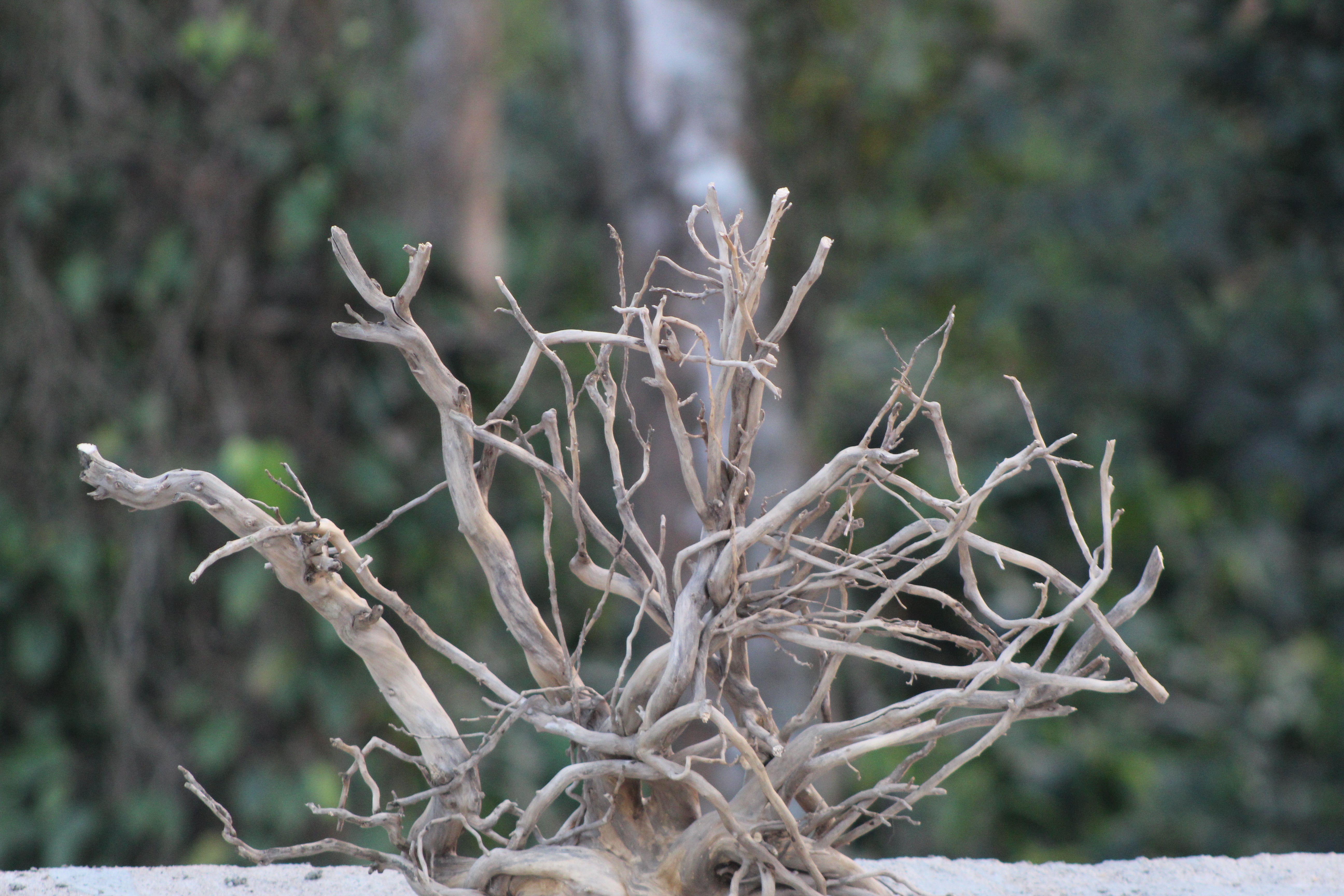 24×18 Inch Spiderwood — A Natural Centrepiece with Strong Layout Presence