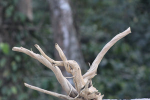 18×15 Inch Spiderwood — Minimal Form with Clean Natural Presence thumbnail 1