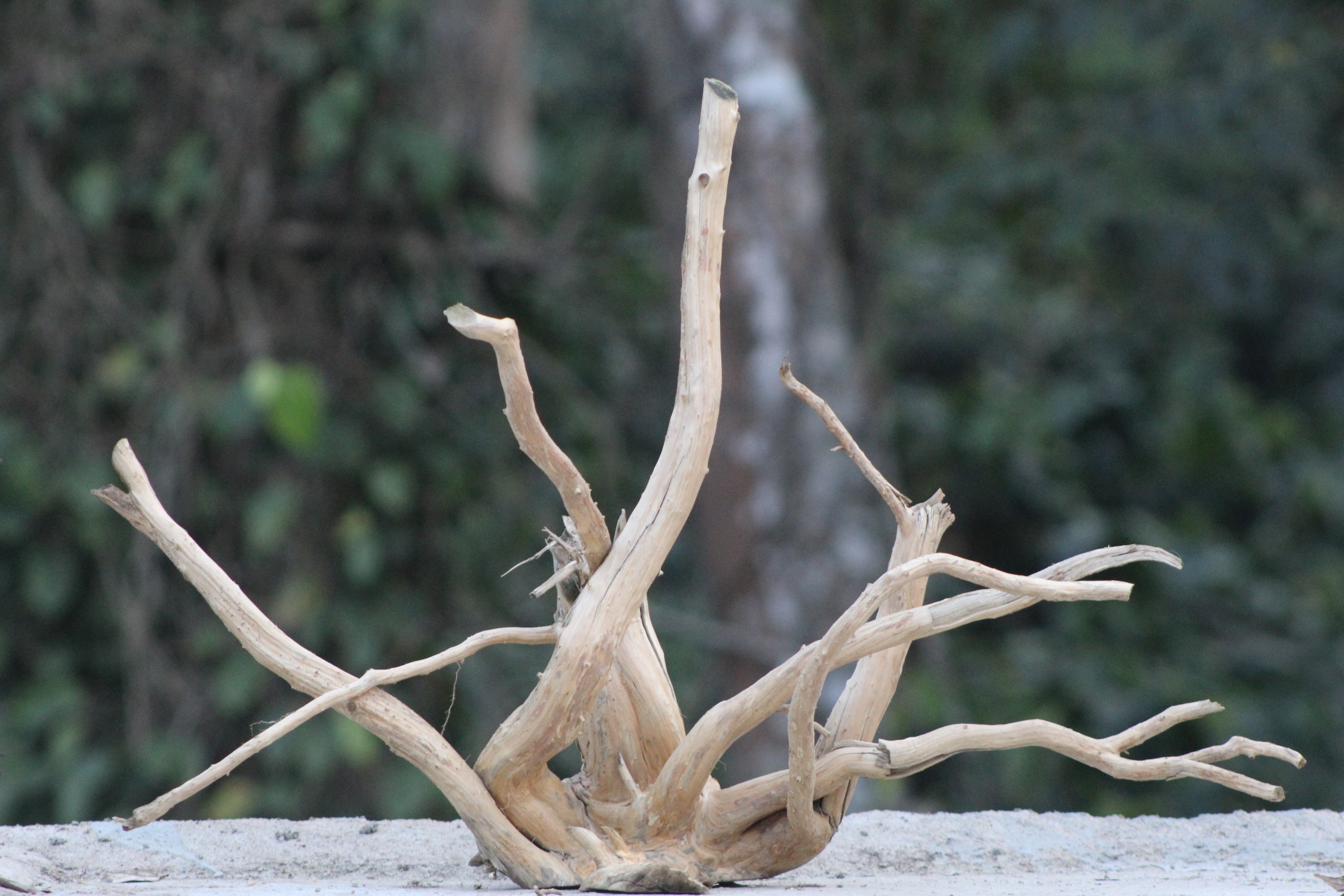 28×18 Inch Spiderwood — Refined Centrepiece with Balanced Flow & Presence