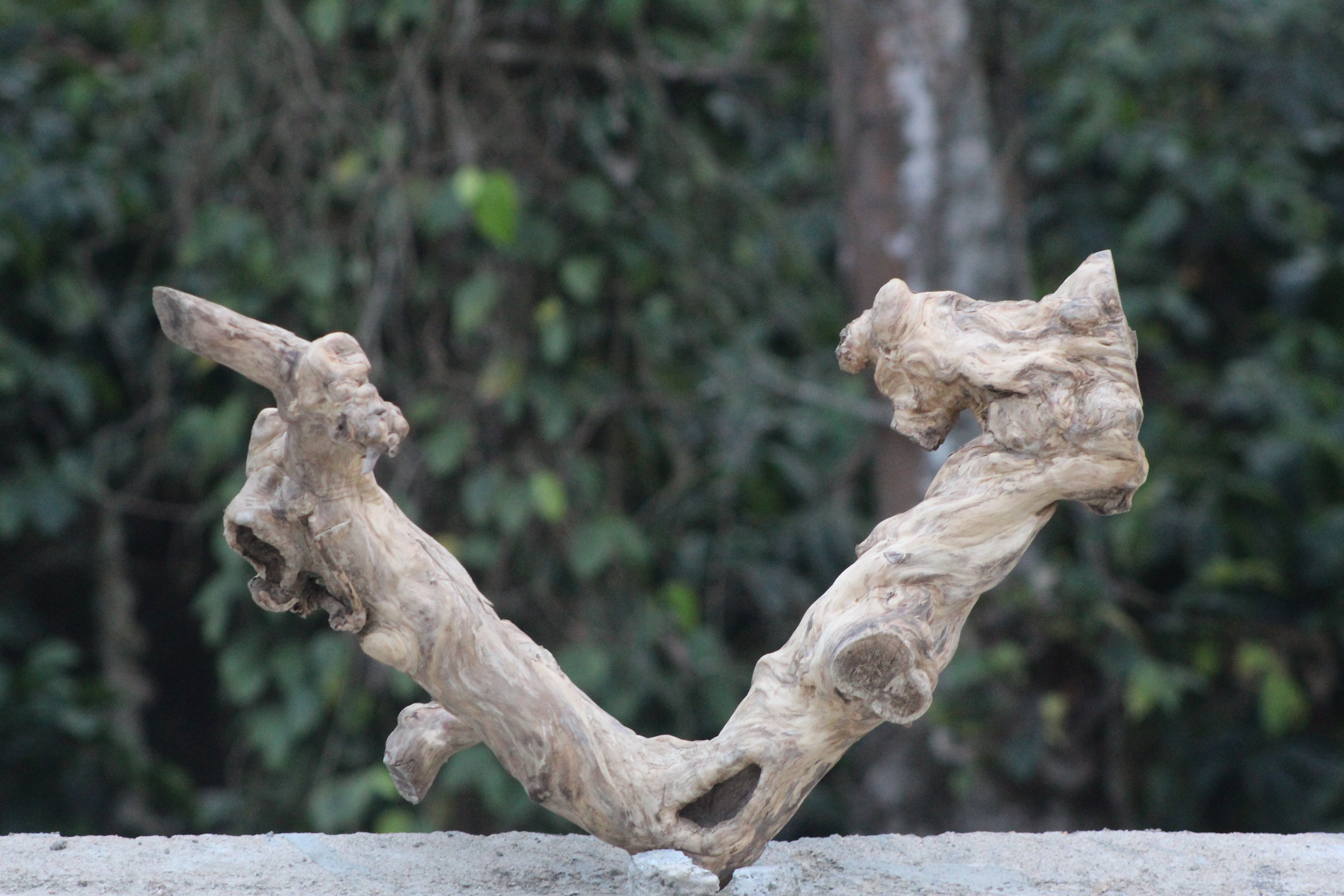 V-Shape Spiral Spiderwood — Dynamic Flow with Sculpted Natural Movement