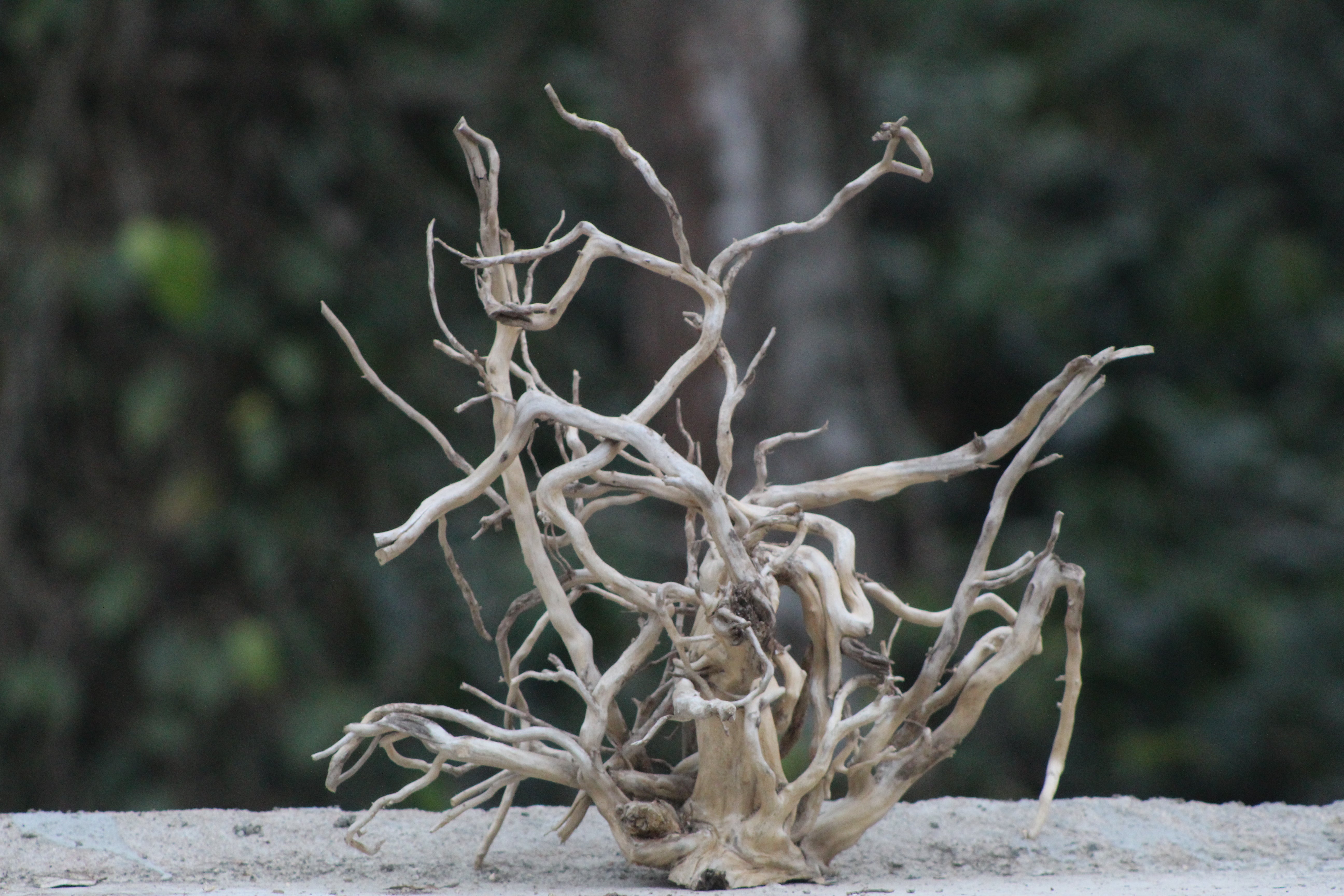 18×18 Inch Spiderwood — Compact Centrepiece with Natural Balance & Flow