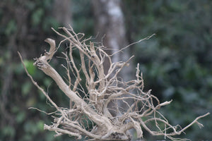 24×18 Inch LXH Spiderwood — Intricate, One-of-a-Kind Centrepiece with Sculpted Natural Detail thumbnail 1