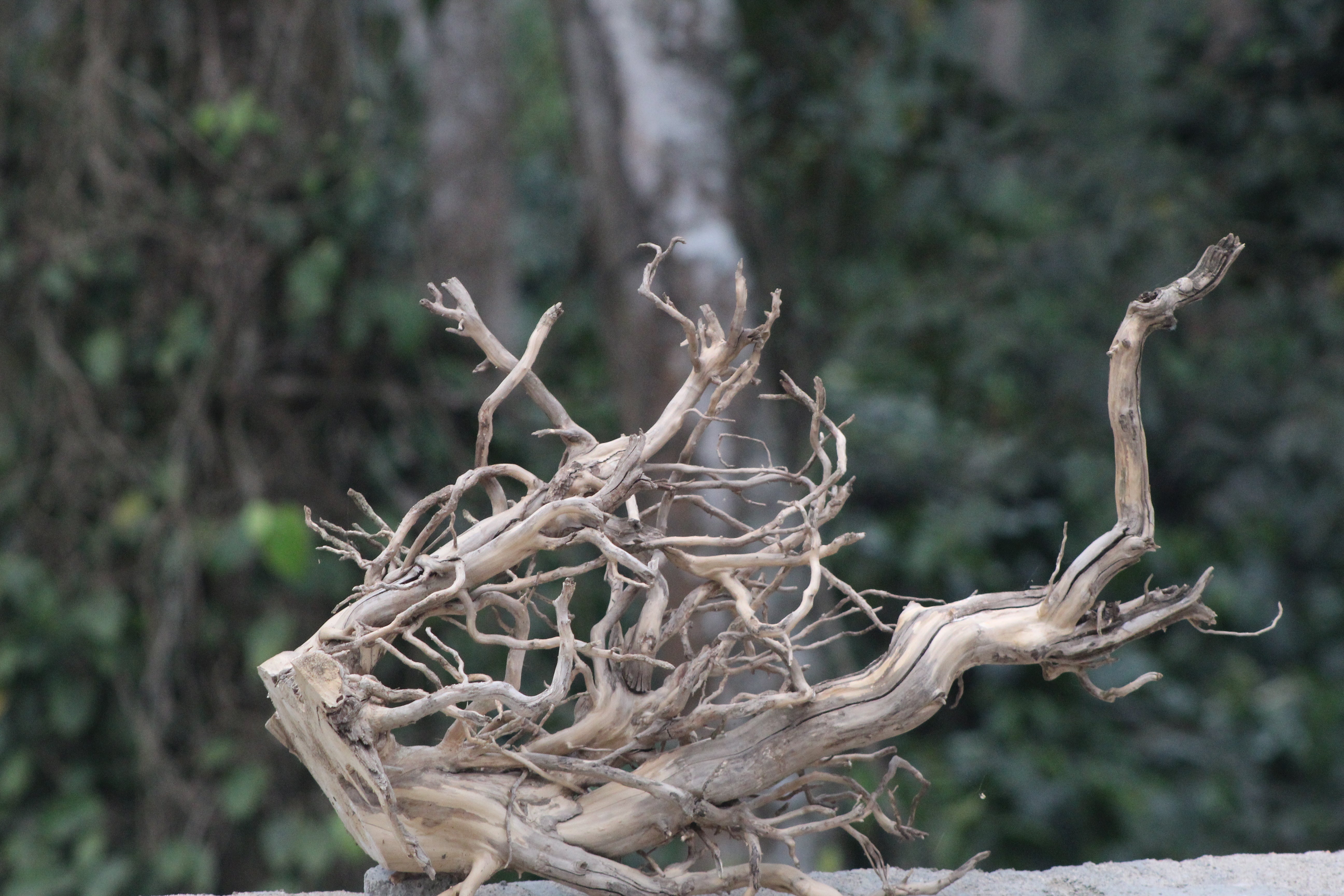 30×24 Inch Spiderwood — Dense Corner Piece with Thick Branching & Strong Visual Weight