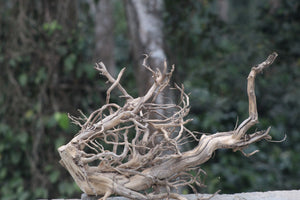 30×24 Inch Spiderwood — Dense Corner Piece with Thick Branching & Strong Visual Weight thumbnail 1