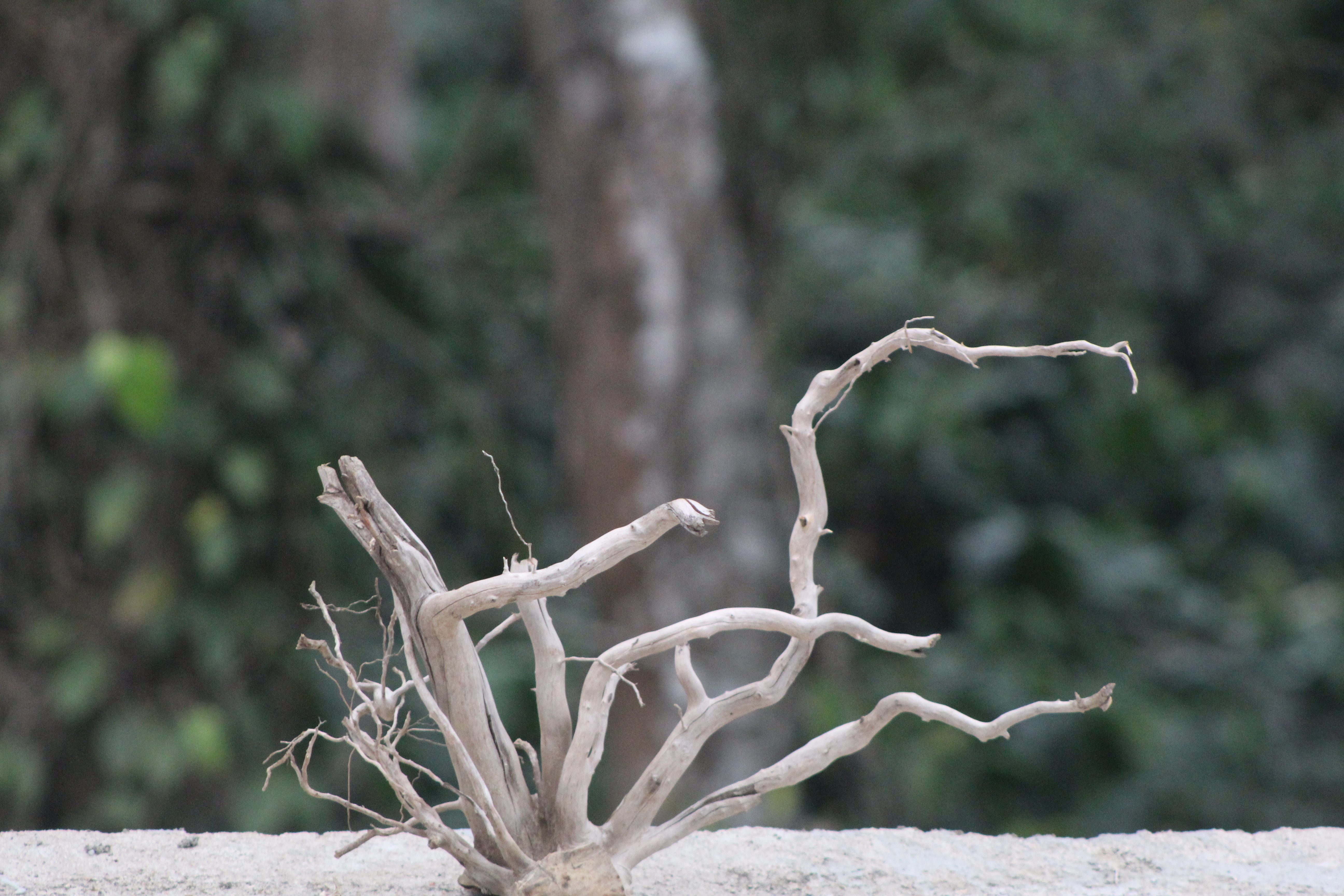 18×18 Inch Spiderwood — Compact Centrepiece with Natural Balance & Flow