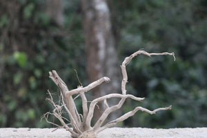 18×18 Inch Spiderwood — Compact Centrepiece with Natural Balance & Flow thumbnail 1