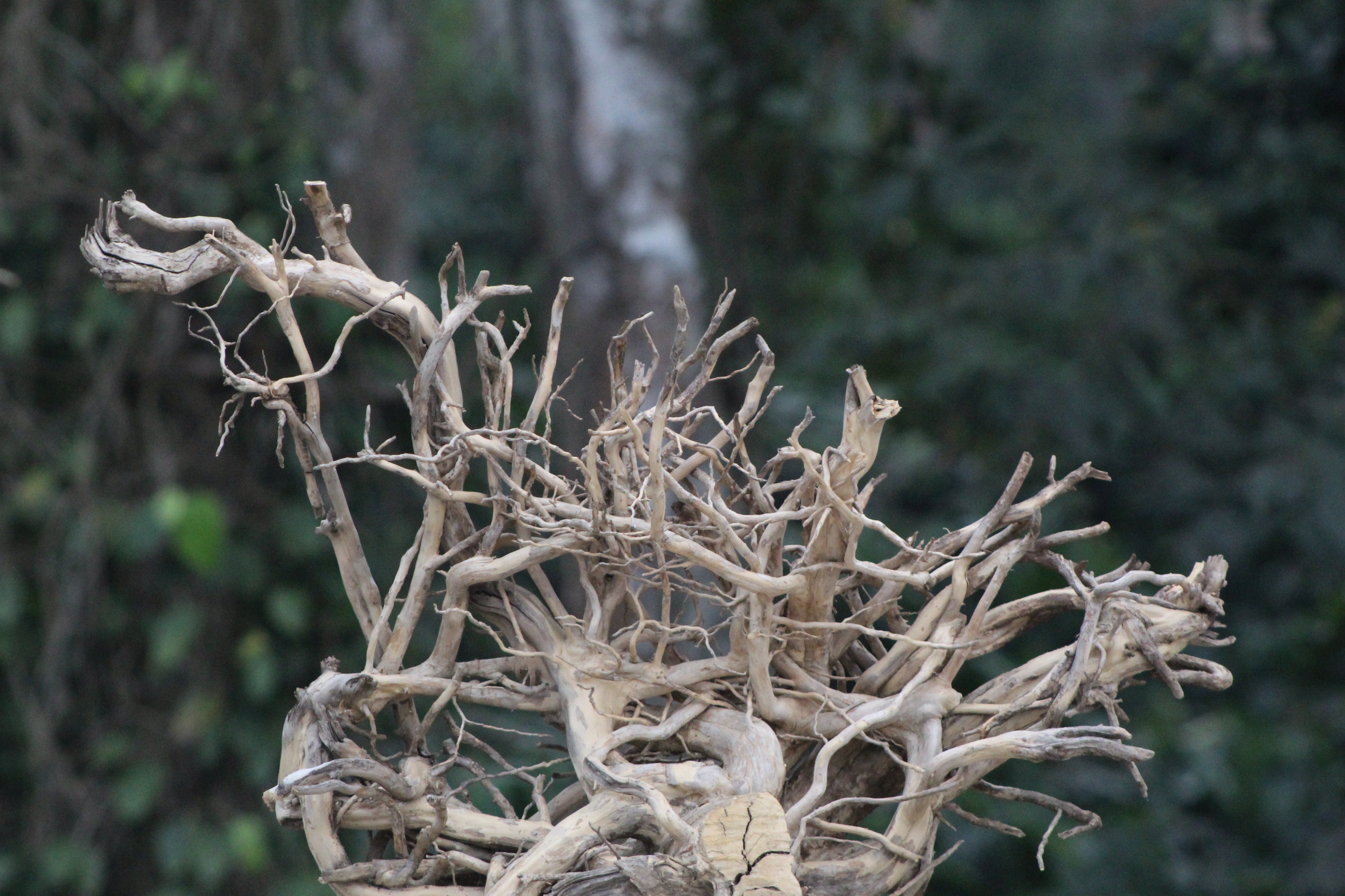 36×24 Inch Spiderwood — For Professional Aquascapers Who Can Handle Complex Driftwood Layouts