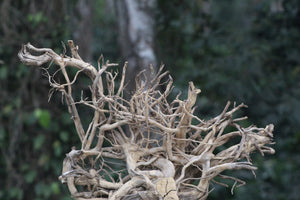 36×24 Inch Spiderwood — For Professional Aquascapers Who Can Handle Complex Driftwood Layouts thumbnail 1