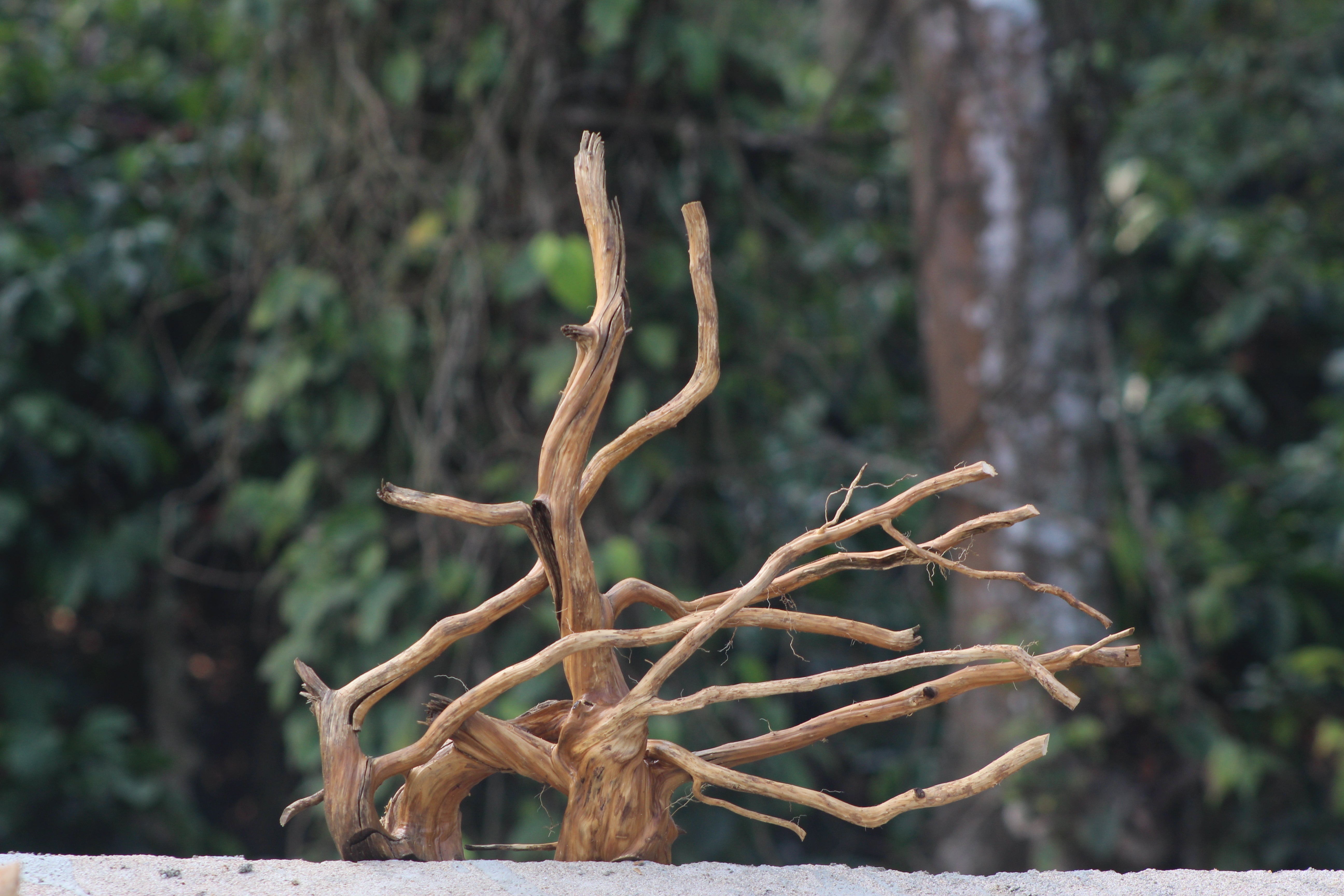 20×20 Inch Spiderwood — Balanced Mid-Size Centrepiece with Natural Flow