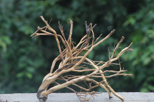 15x15 Inch Driftwood – Natural Hardscape for Aquascaping & Terrariums