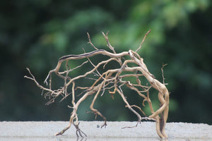 12x10 Inch Driftwood – Natural Hardscape for Nano Tanks & Terrariums