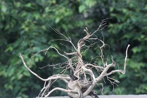 24x18 Inch Driftwood – Unique Hardscape for Aquariums &Terrariums thumbnail 1