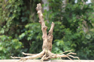 24x24 Inch Stump Wood – Natural Centerpiece for Aquascaping &Terrariums thumbnail 1