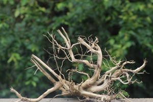 36x18 Inch Driftwood – Unique Hardscape for Planted Tanks thumbnail 1