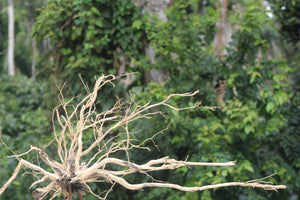 42x24 Inch Corner Driftwood – Large Natural Hardscape for Aquariums & Terrariums thumbnail 1