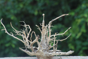 20x12 Inch Driftwood | Aquascaping Wood for Planted Tanks thumbnail 1