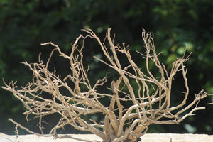 30x18Inch Spiderwood | Island Theme Driftwood Hardscape thumbnail 1