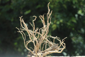 18x24 Inch Driftwood | Natural Mid-Size Aquarium Hardscape