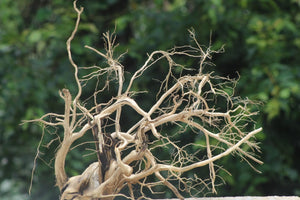 24x18 Inch Spiderwood | Tall & Natural Aquascaping Wood thumbnail 1