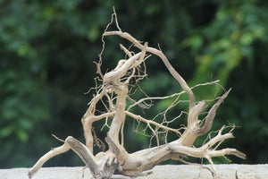 24×15 inch Aquarium Spiderwood  – Horizontal Driftwood with Natural Spread thumbnail 1