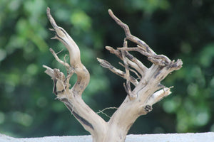 10×10 inch V-Shape Spiderwood for Nano  Tanks – Natural Driftwood Centerpiece