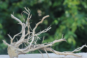 24×15 Inch Aquariums Spiderwood– Space-Saving Natural Design thumbnail 1