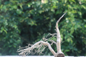 18x18 Inch– Minimal Upright Branch for Natural Aquascapes thumbnail 1