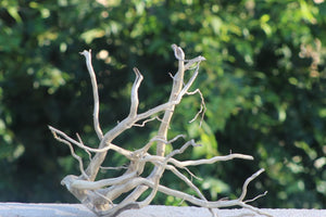 24×18 inch | Natural Driftwood for 2 ft Aquariums & Aquascapes thumbnail 1
