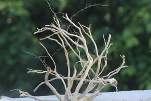 18×15| Island Theme Driftwood thumbnail 1