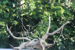 36×20 inch (L×H) | XL Driftwood Showpiece for 3 ft Tanks thumbnail 1