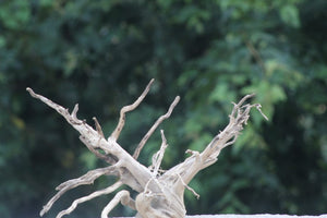 18×15 LXH |Aquarium Spiderwood  Natural Driftwood for Aquascaping thumbnail 1