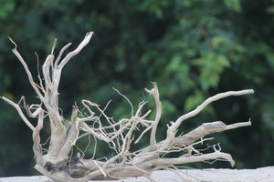 20×15 LXH | Natural Driftwood for Aquascaping thumbnail 1