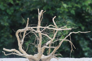 24*18 LXH | Aquarium Spiderwood Large Driftwood for 4-5 Ft Tanks thumbnail 1