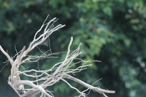 30×18 LXH | Aquarium Spiderwood Corner Driftwood for 30–36 Inch Tanks thumbnail 1