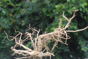 30x18 inch | Majestic Centerpiece thumbnail 1